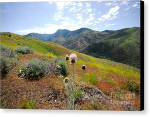 Mountain Thistle - Canvas Print