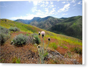 Mountain Thistle - Canvas Print