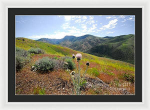 Mountain Thistle - Framed Print