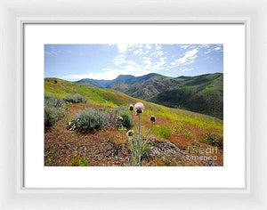 Mountain Thistle - Framed Print