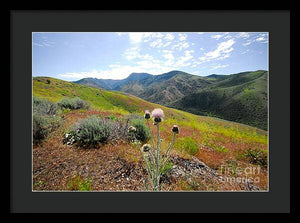 Mountain Thistle - Framed Print