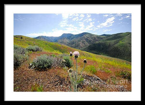 Mountain Thistle - Framed Print