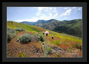 Mountain Thistle - Framed Print