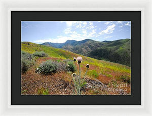 Mountain Thistle - Framed Print