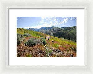 Mountain Thistle - Framed Print