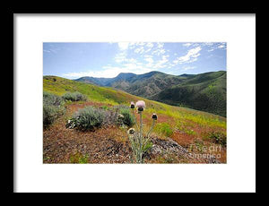 Mountain Thistle - Framed Print