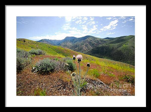 Mountain Thistle - Framed Print