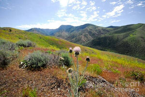 Mountain Thistle - Art Print