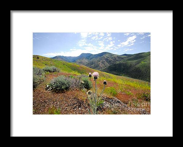 Mountain Thistle - Framed Print