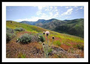 Mountain Thistle - Framed Print