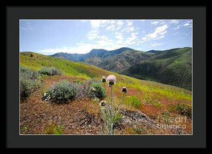 Mountain Thistle - Framed Print