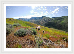 Mountain Thistle - Framed Print