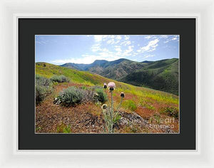 Mountain Thistle - Framed Print