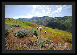 Mountain Thistle - Framed Print