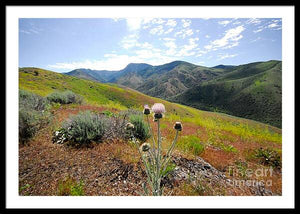 Mountain Thistle - Framed Print