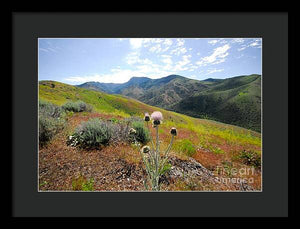 Mountain Thistle - Framed Print