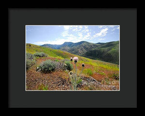 Mountain Thistle - Framed Print