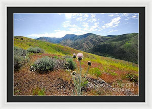 Mountain Thistle - Framed Print