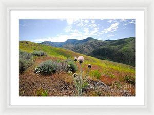 Mountain Thistle - Framed Print