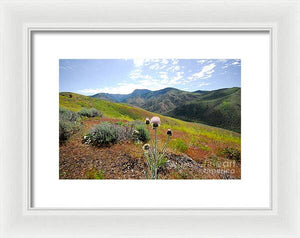 Mountain Thistle - Framed Print