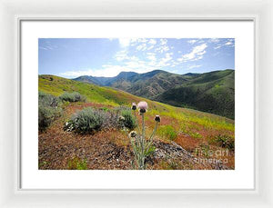 Mountain Thistle - Framed Print