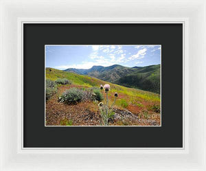 Mountain Thistle - Framed Print