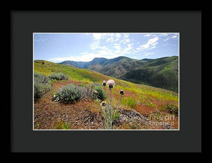 Mountain Thistle - Framed Print