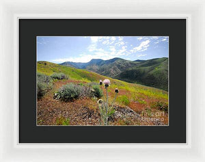 Mountain Thistle - Framed Print