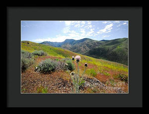 Mountain Thistle - Framed Print