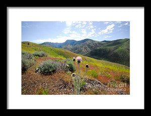 Mountain Thistle - Framed Print