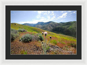 Mountain Thistle - Framed Print