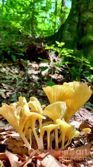 Mushroom Stand - Art Print