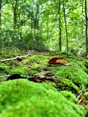 Natural Carpet - Art Print