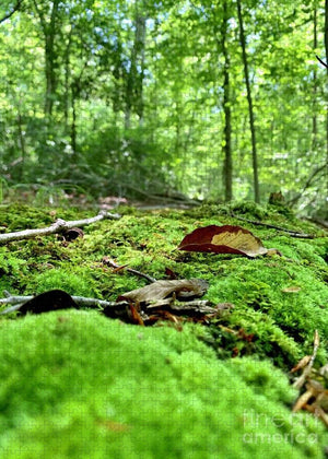 Natural Carpet - Puzzle