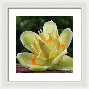 Pretty Poplar - Framed Print