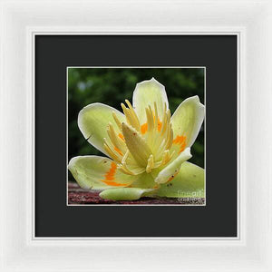 Pretty Poplar - Framed Print