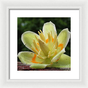 Pretty Poplar - Framed Print