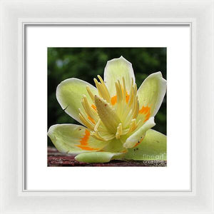 Pretty Poplar - Framed Print