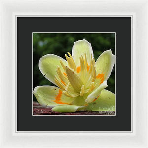 Pretty Poplar - Framed Print