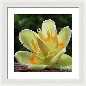 Pretty Poplar - Framed Print