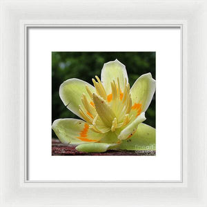 Pretty Poplar - Framed Print