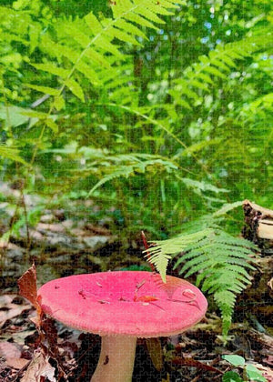 Red Mushroom - Puzzle