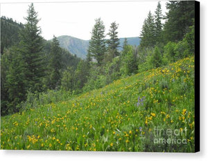 The Hills Are Alive - Canvas Print