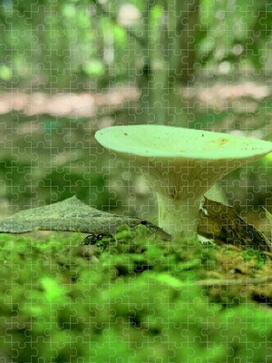 Toadstool - Puzzle