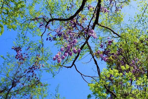 Wisteria Ceiling - Art Print