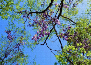 Wisteria Ceiling - Puzzle