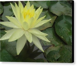 Yellow Water Lilly - Canvas Print