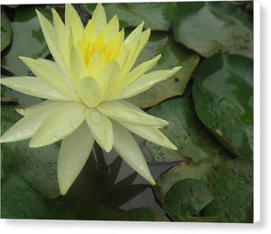 Yellow Water Lilly - Canvas Print