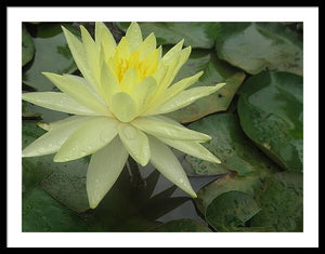 Yellow Water Lilly - Framed Print