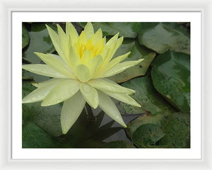 Yellow Water Lilly - Framed Print